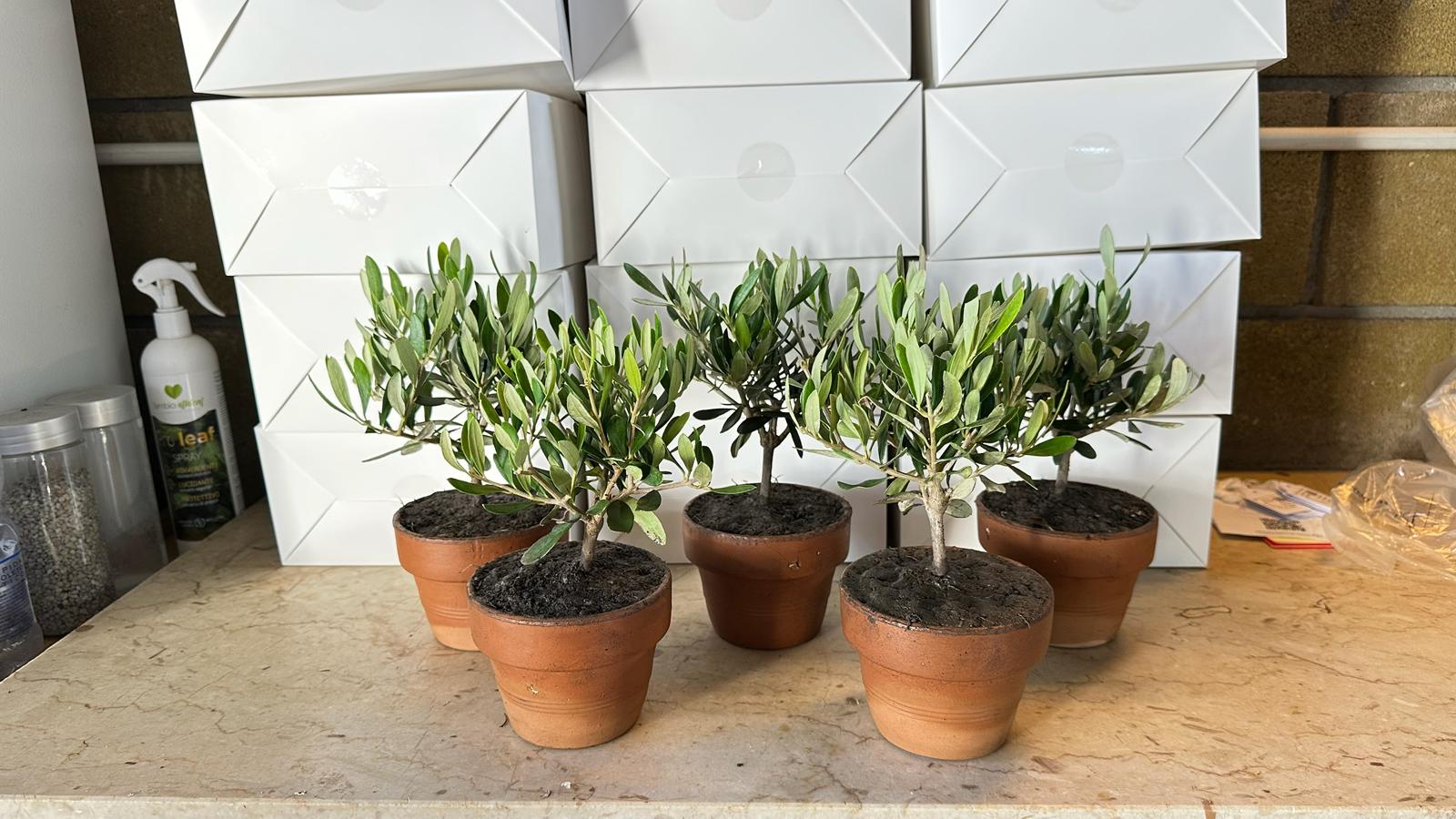 Set Piantine Ulivo bomboniere v11cm Terracotta simil Bonsai cipressino CERTIFICATE