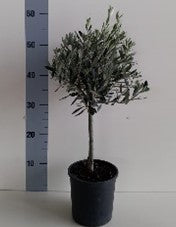 Olea Europea CERTIFICATA T15 mini-alberello olivo ulivo