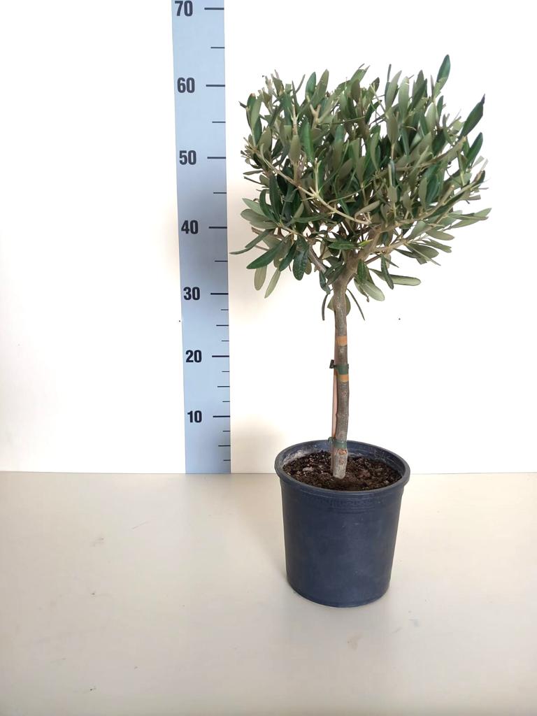 Olea Europea CERTIFICATA T15 mini-alberello olivo ulivo