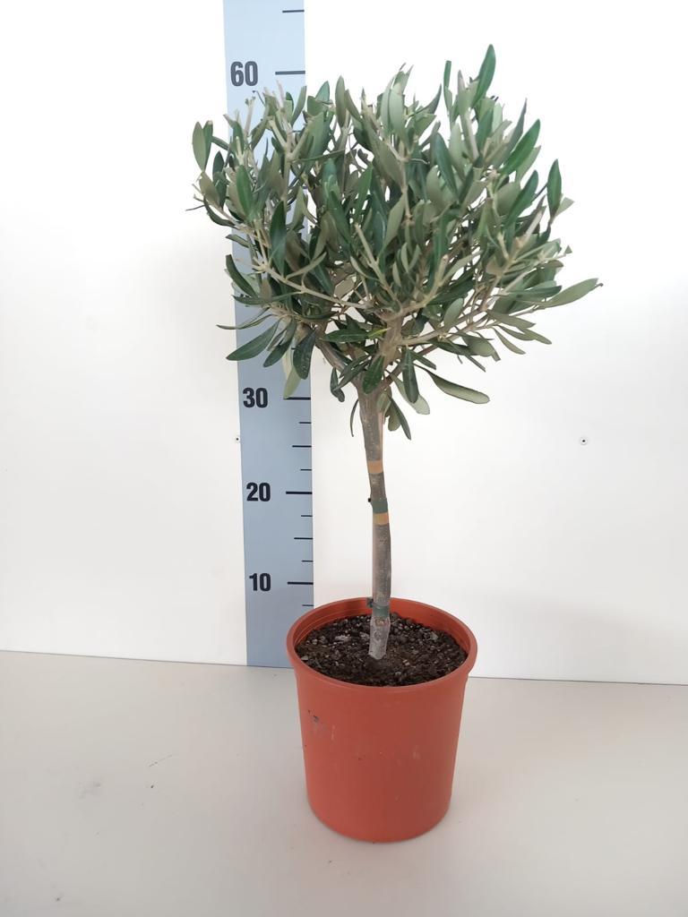 Olea Europea CERTIFICATA T15 mini-alberello olivo ulivo