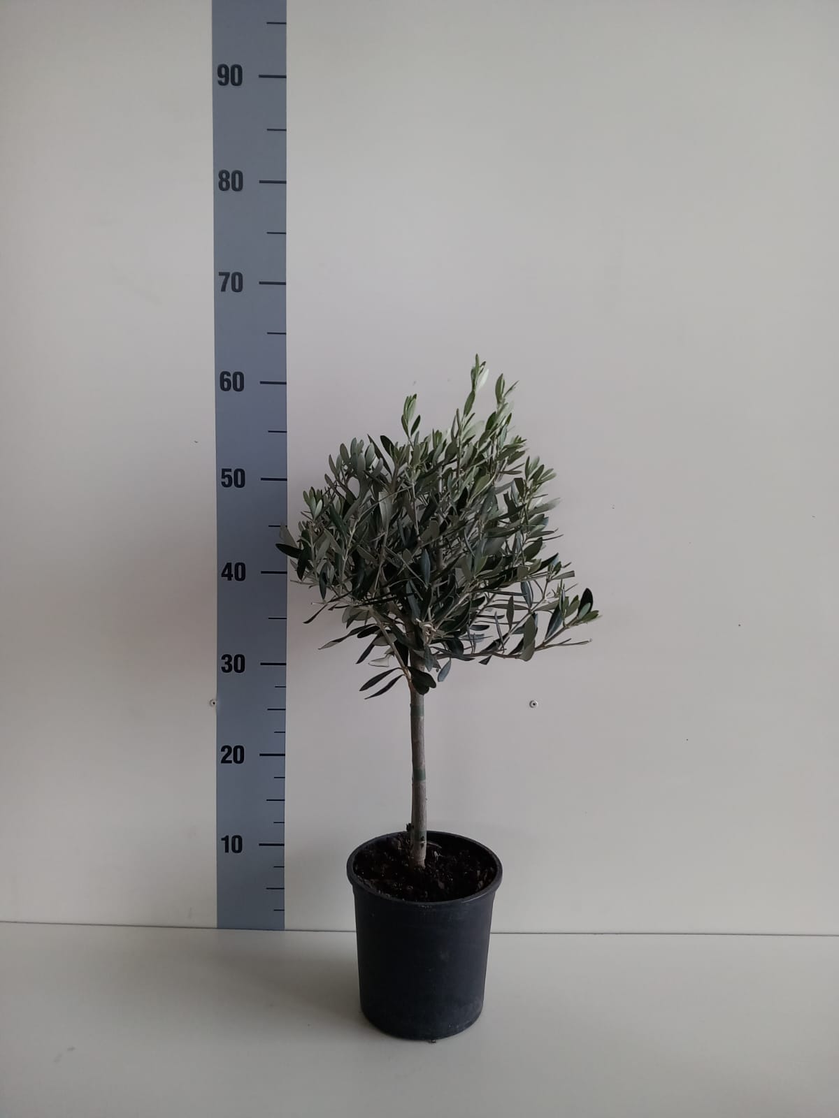 Olea Europea CERTIFICATA T15 mini-alberello olivo ulivo