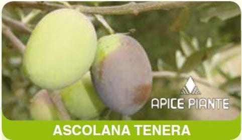 Olivo Ascolana - 2 AnnI - v. 20 cm - Apice Piante
