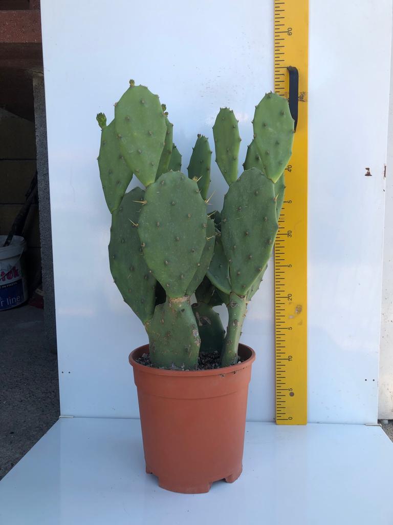 Piantina di Opuntia Vulgaris CERTIFICATA