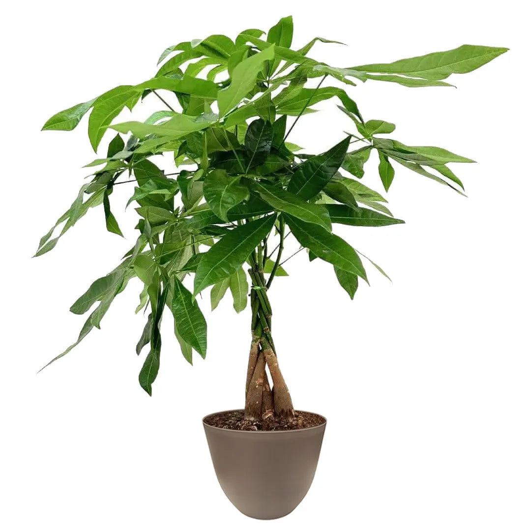Pachira Aquatica Intrecciata D.19