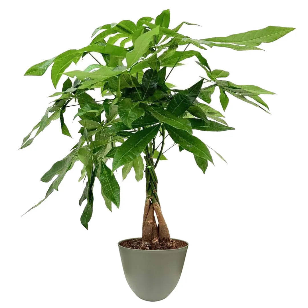 Pachira Aquatica Intrecciata D.19
