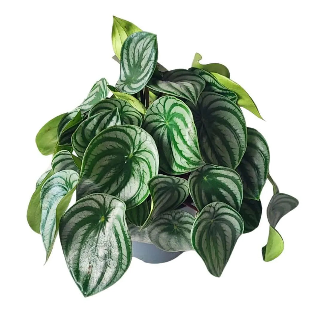 Peperomia argyreia D.17 cm