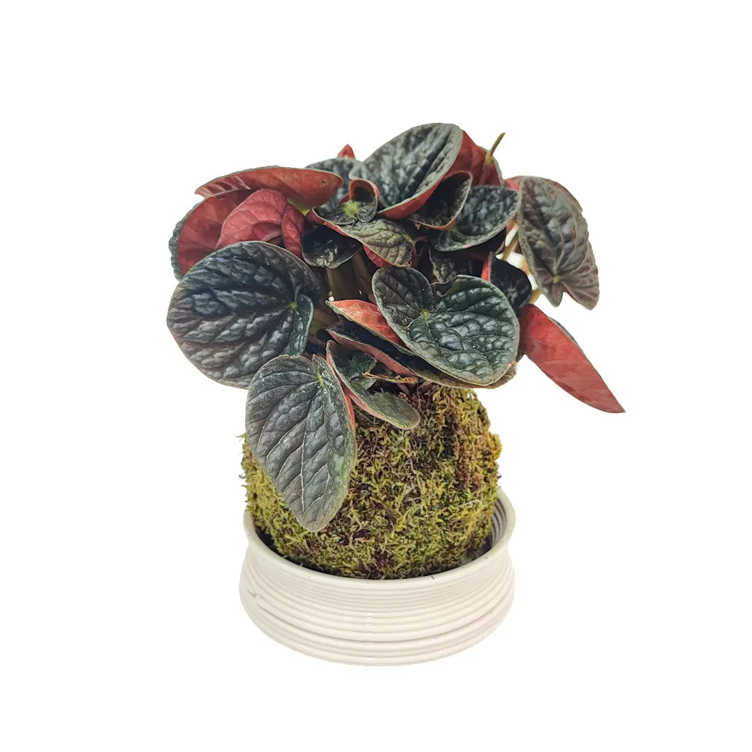 Kokedama di peperomia chocolat