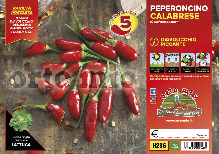 Peperoncino piccante Diavolicchio Calabrese Italico F1 - 6 piante - Orto Mio