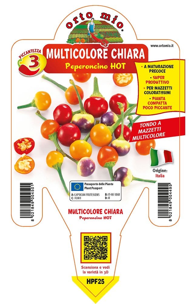 Peperoncino piccante HOT multicolore chiara tondo - 1 pianta v.14 cm - Orto Mio