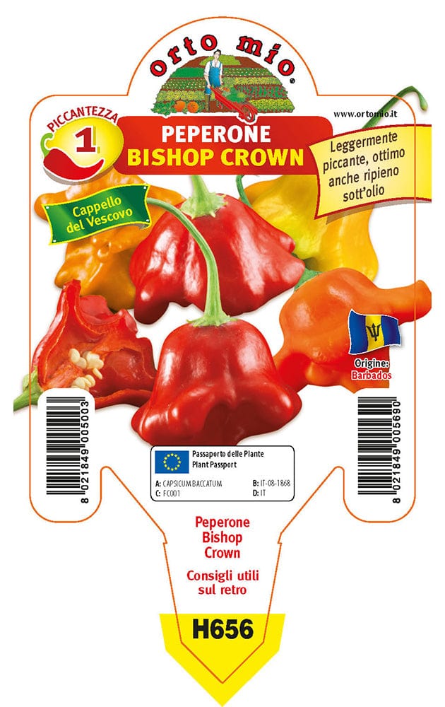 Peperone Cappello del Vescovo Bishop Crown - 1 pianta v.10 cm - Orto Mio