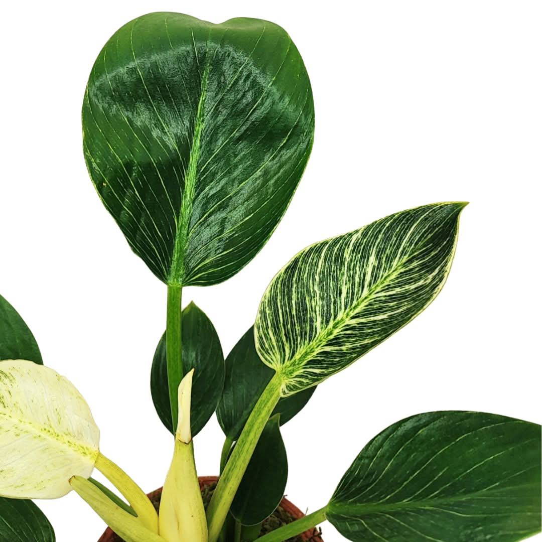 Philodendron Birkin – Idrocoltura con Cono in Terracotta