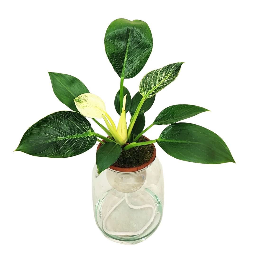 Philodendron Birkin – Idrocoltura con Cono in Terracotta