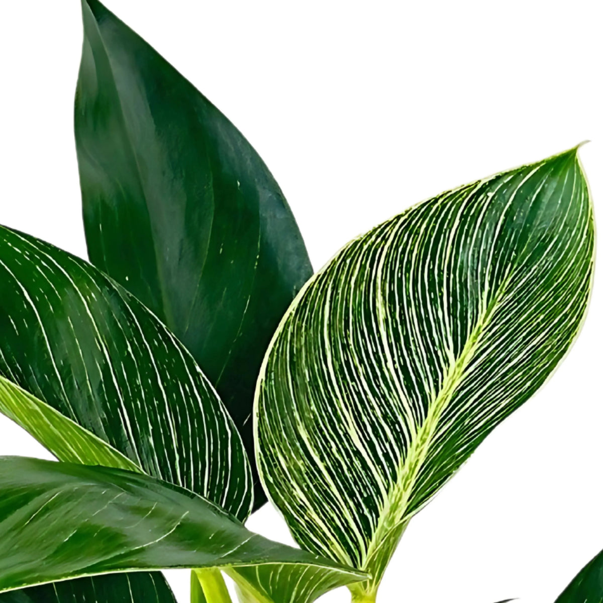 Philodendron Birkin
