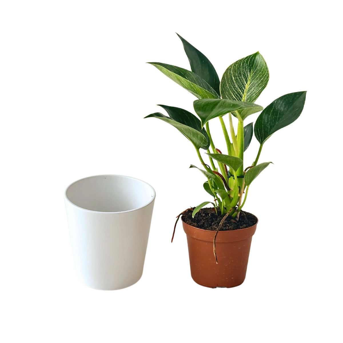 Philodendron Birkin