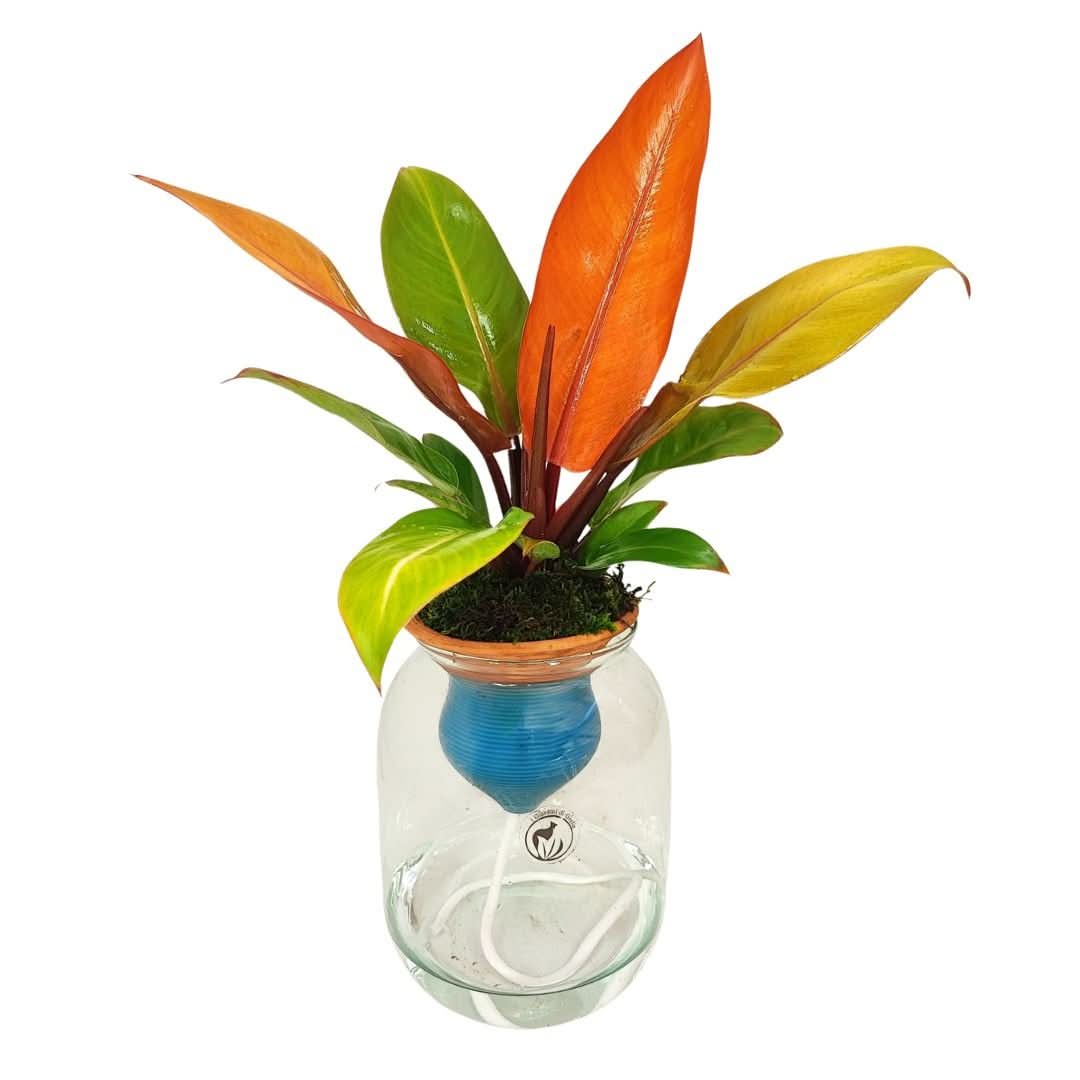 Philodendron Orange – Idrocoltura con Cono in Terracotta