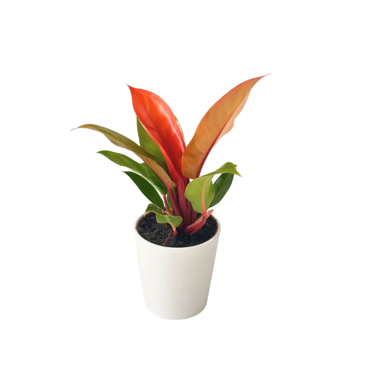 Philodendron Prince Orange