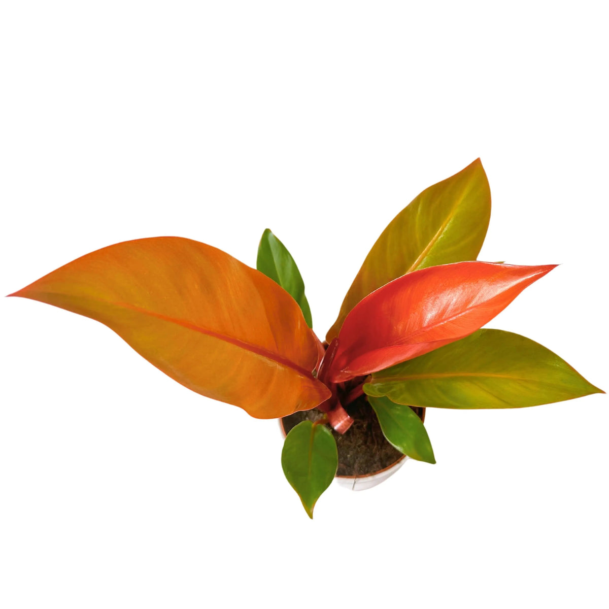 Philodendron Prince Orange
