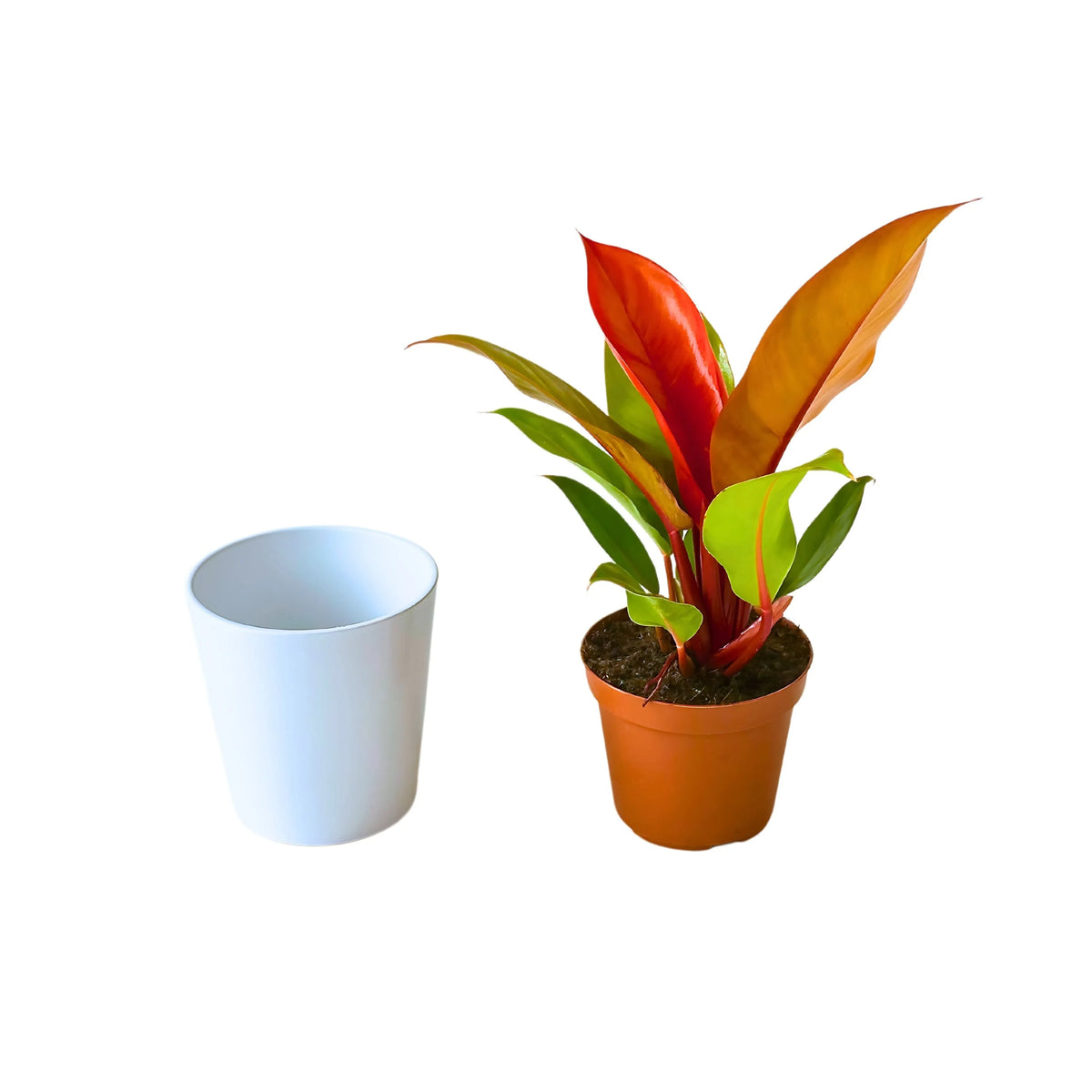 Philodendron Prince Orange