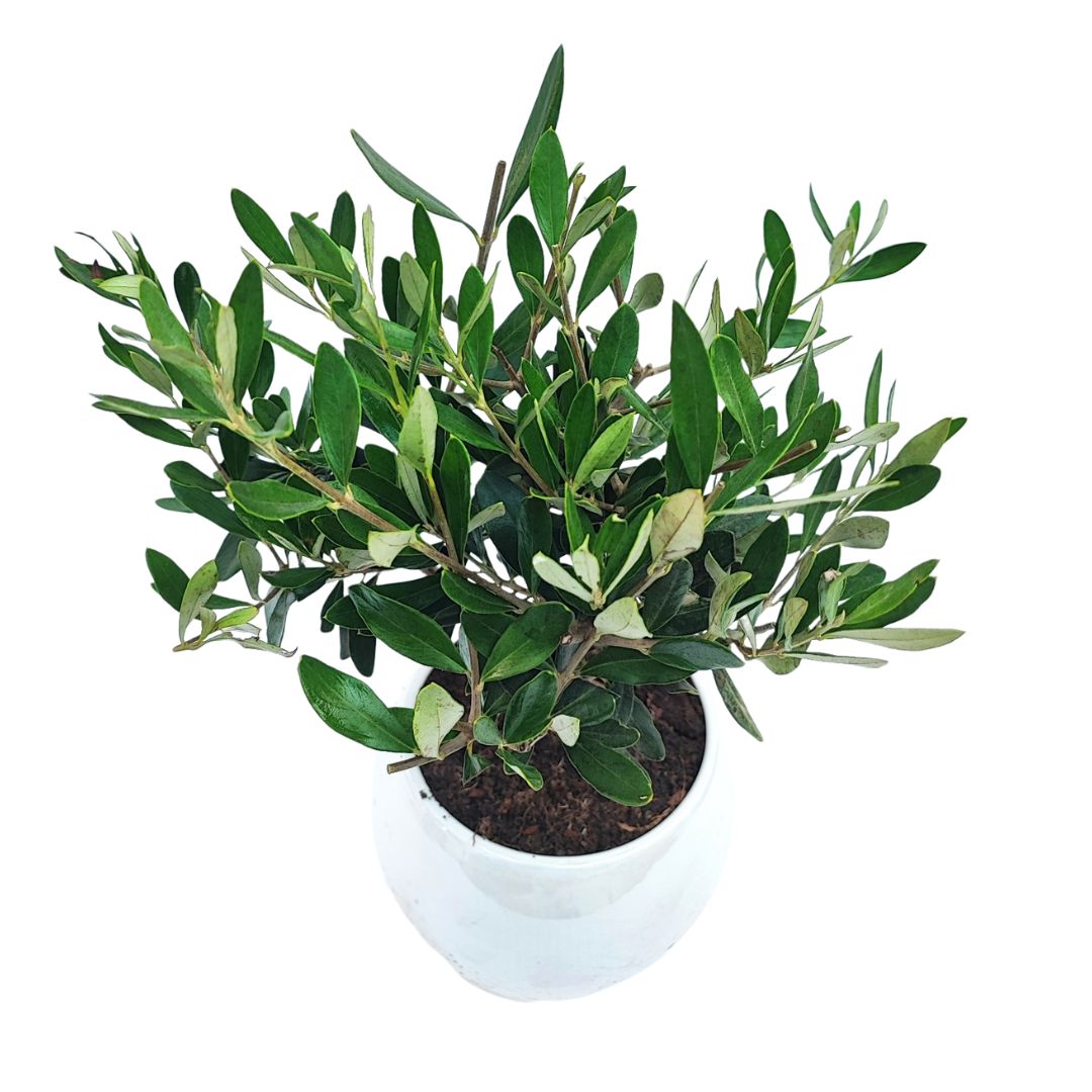 Bonsai Olivo  Puglia Vaso di Ceramica