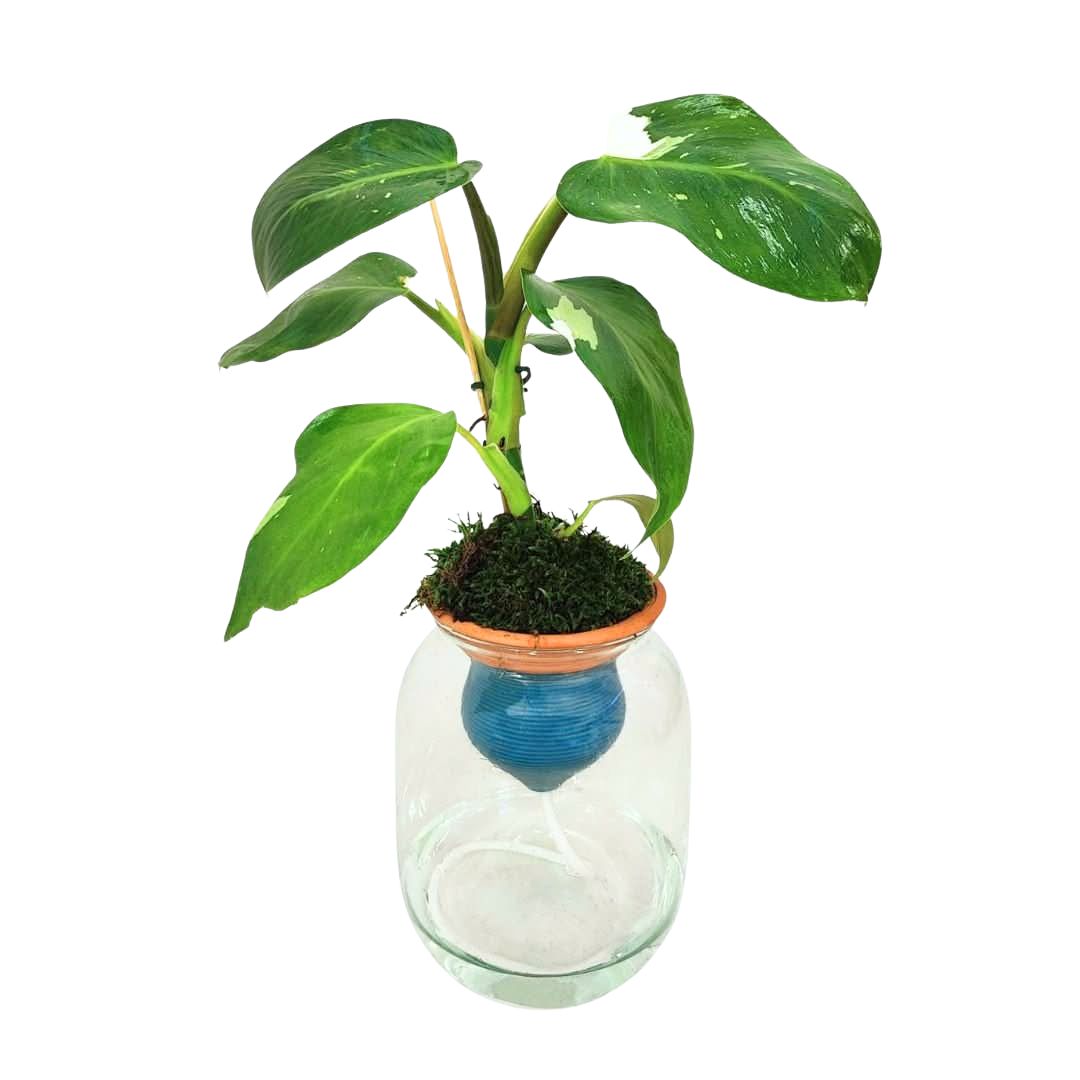 Philodendron White – Idrocoltura con Cono in Terracotta