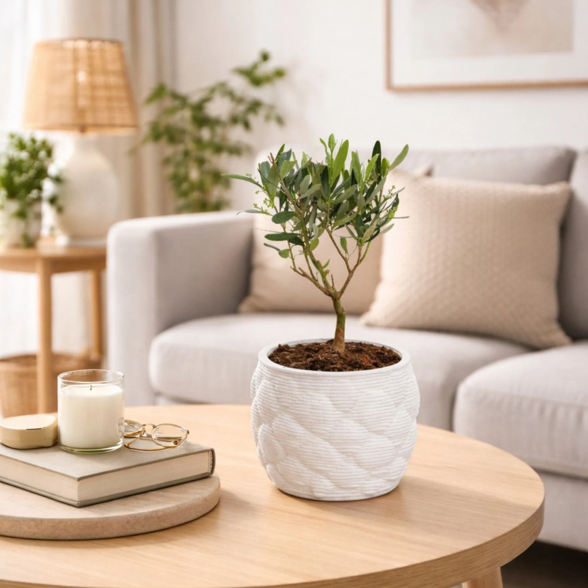 Bonsai di Olivo in vaso artigianale Alba D. 12 H. 30 CM