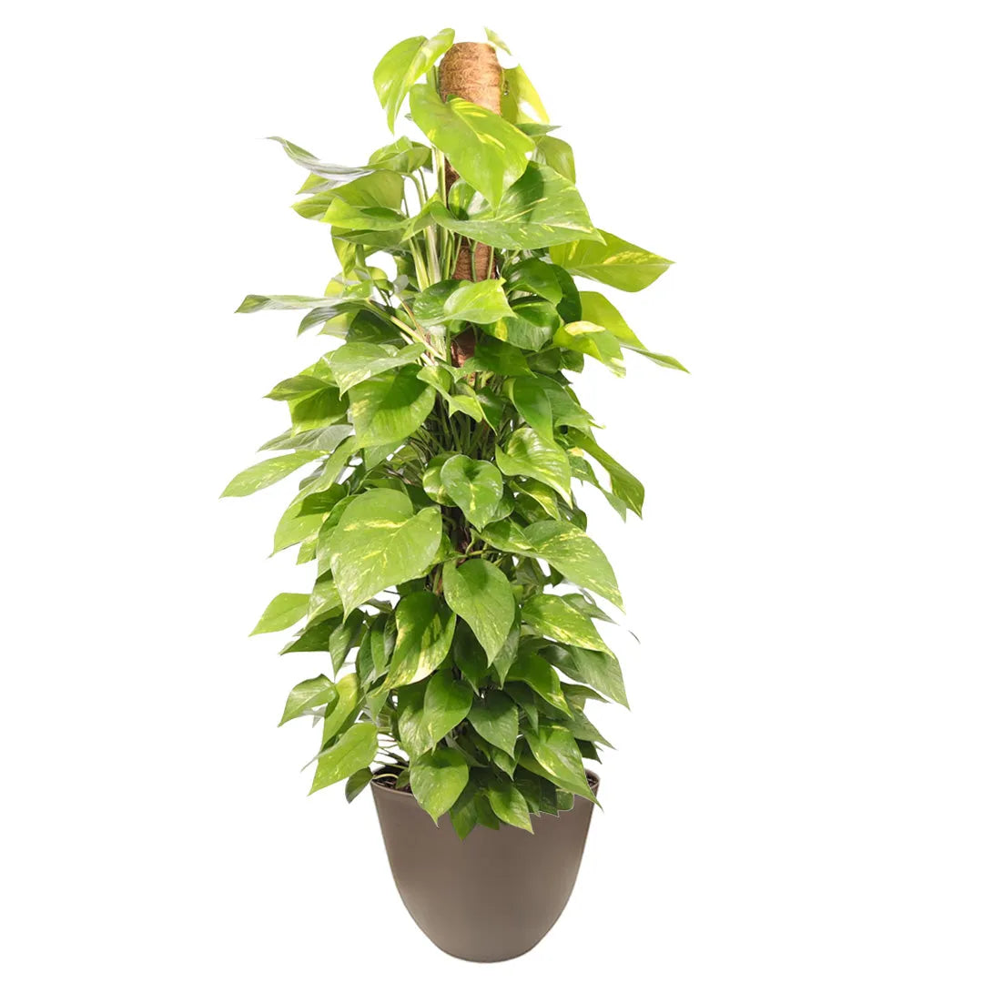 POTHOS (scindapsus spp) Aurea D.19 cm