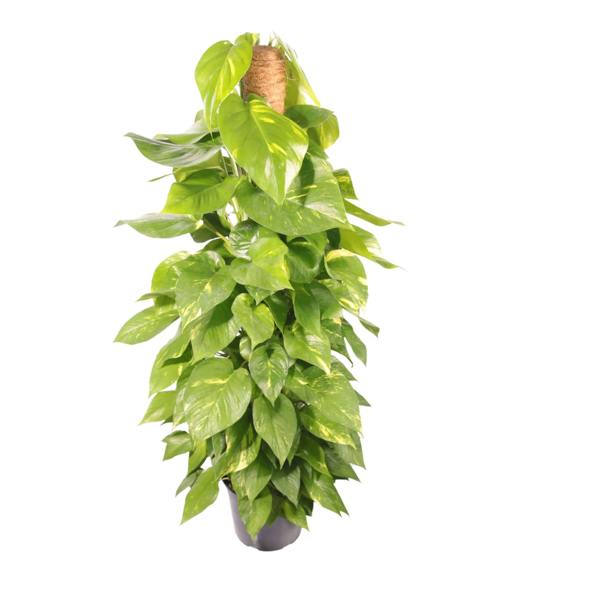 POTHOS (scindapsus spp) Aurea D.19 cm