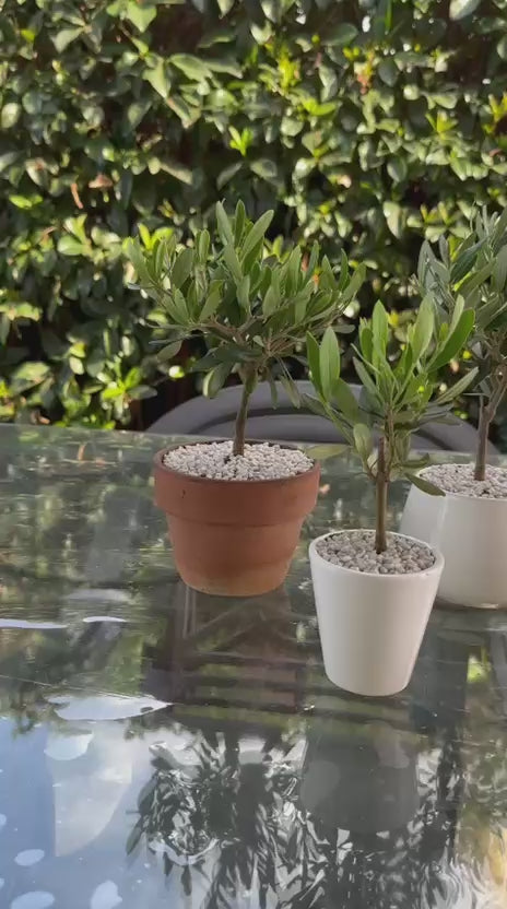 Set Piantine Ulivo per bomboniere in vaso ceramica quadrato CERTIFICATE