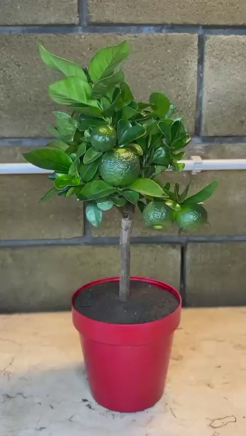 Mini Limetta Rossa o PURSHA Ø15cm H35/40cm – Agrume Made in Sicily