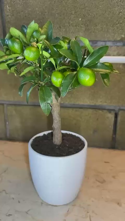 Pianta di Kumquat Fortunella – Agrume Ornamentale e Fruttifero Prodotto in Sicilia