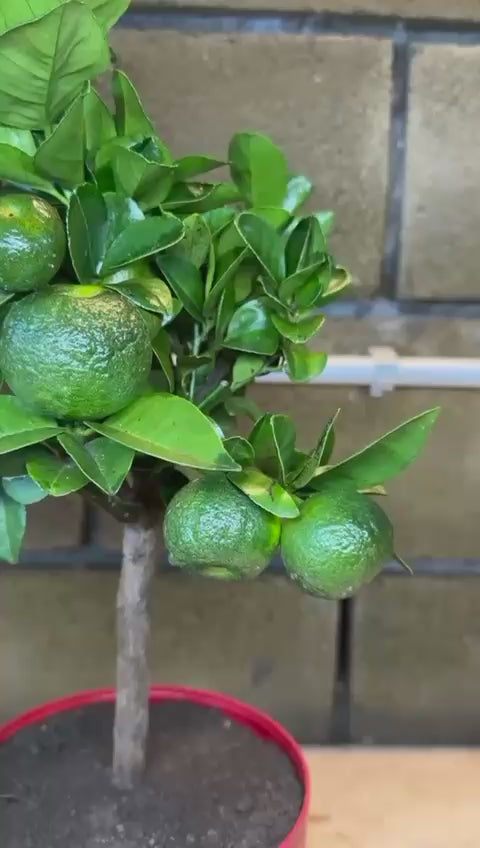 Mini Limetta Rossa o PURSHA Ø15cm H35/40cm – Agrume Made in Sicily