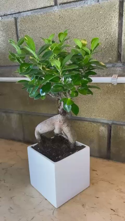 Bonsai Ginseng Ficus Microcarpa vaso Ceramica o Vetro