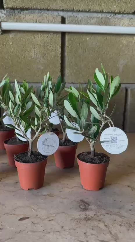 Set mini Piantine bomboniere v5,5cm/v6,5cm simil Bonsai di Ulivo cipressino CERTIFICATE