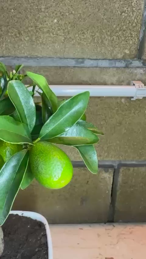 Pianta di Kumquat Fortunella – Agrume Ornamentale e Fruttifero Prodotto in Sicilia