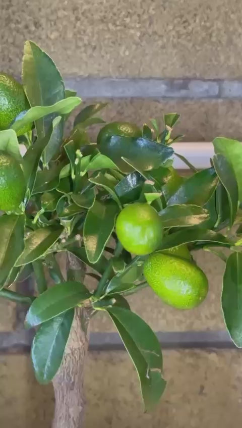 Pianta di Kumquat Fortunella – Agrume Ornamentale e Fruttifero Prodotto in Sicilia