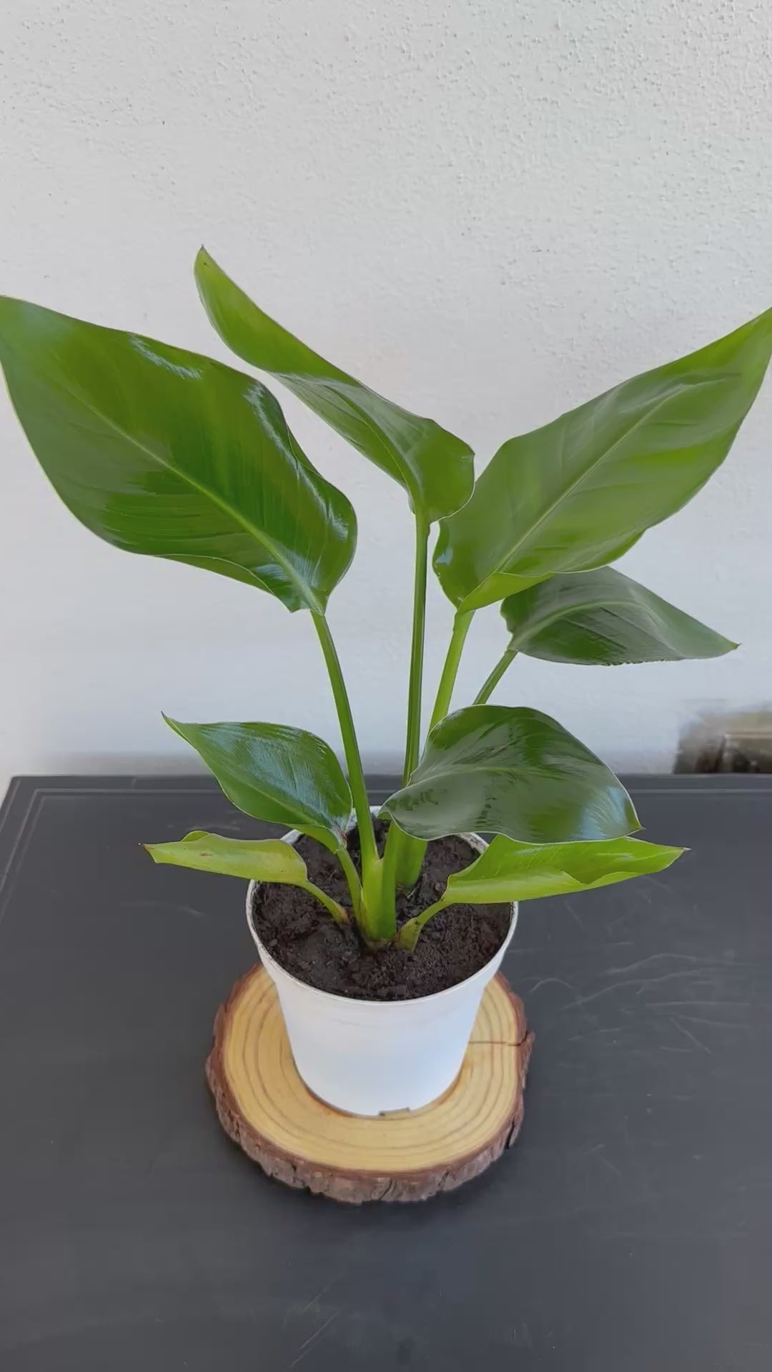 Strelitzia Augusta Nicolai