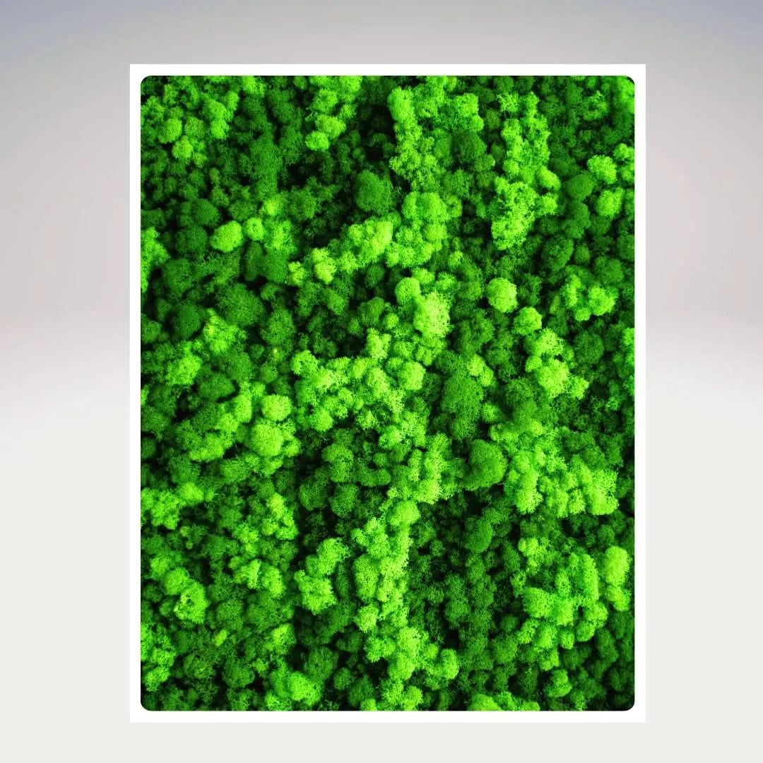 Quadri Rettangolari di Muschio e Lichene