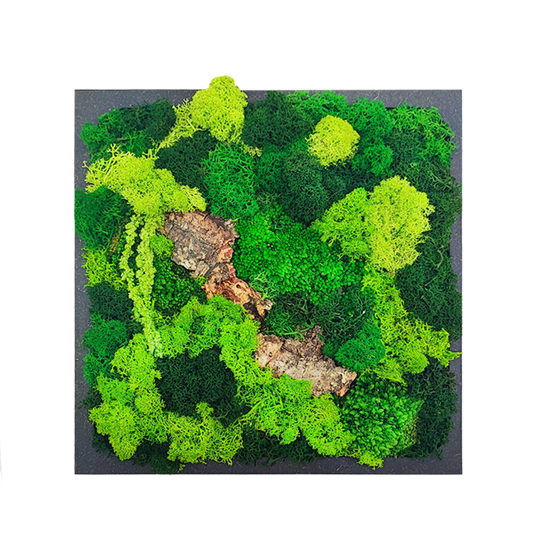 Quadro di Muschio e Licheni Stabilizzati 30x30 cm
