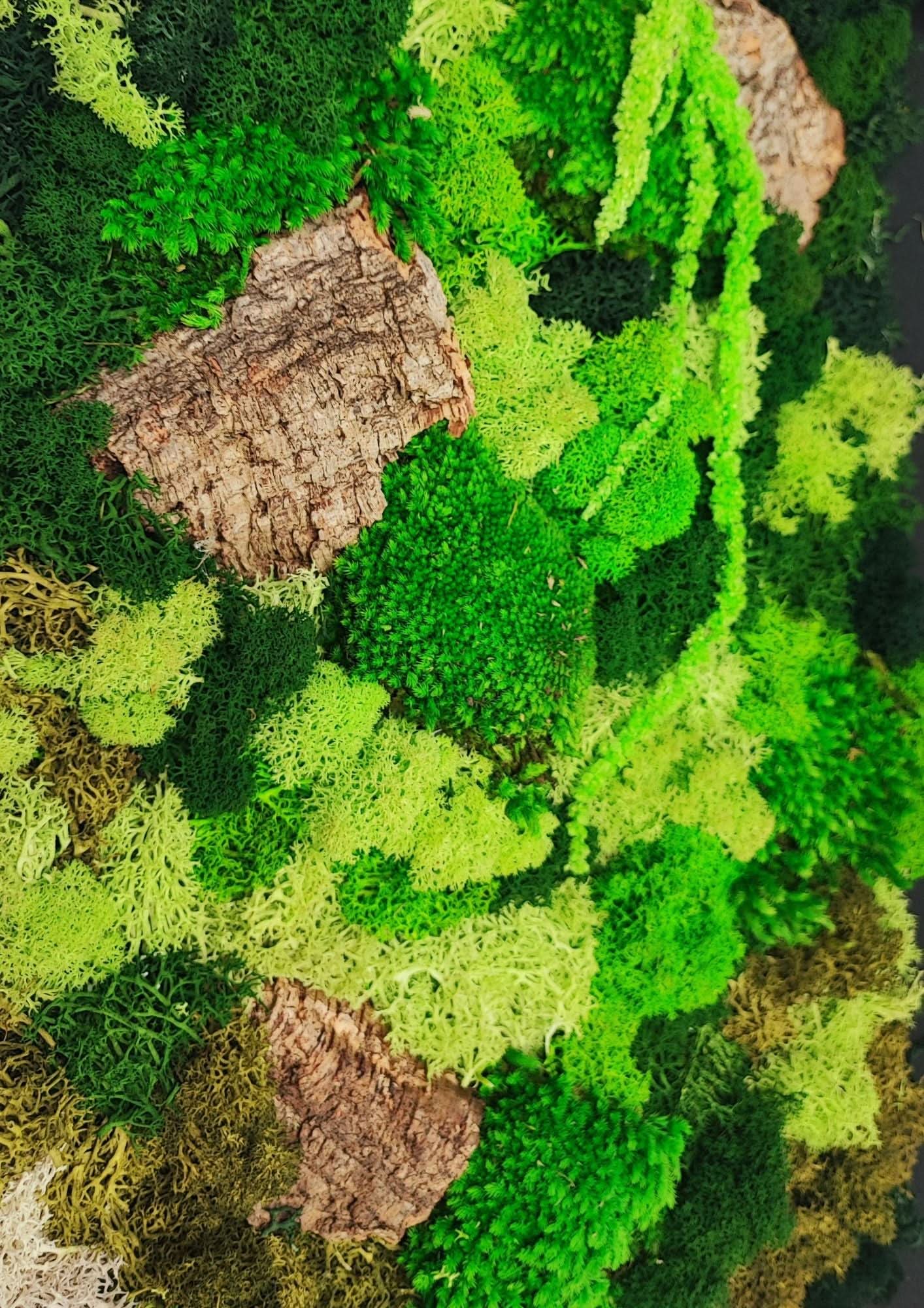 Quadro Rettangolare di Muschio e Licheni Stabilizzati  30x40 cm