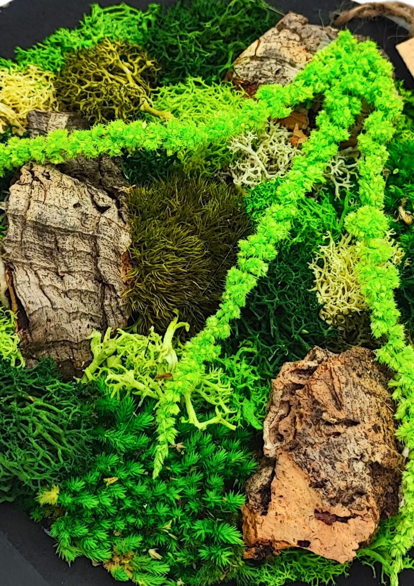 Quadro tondo nero di muschio e licheni