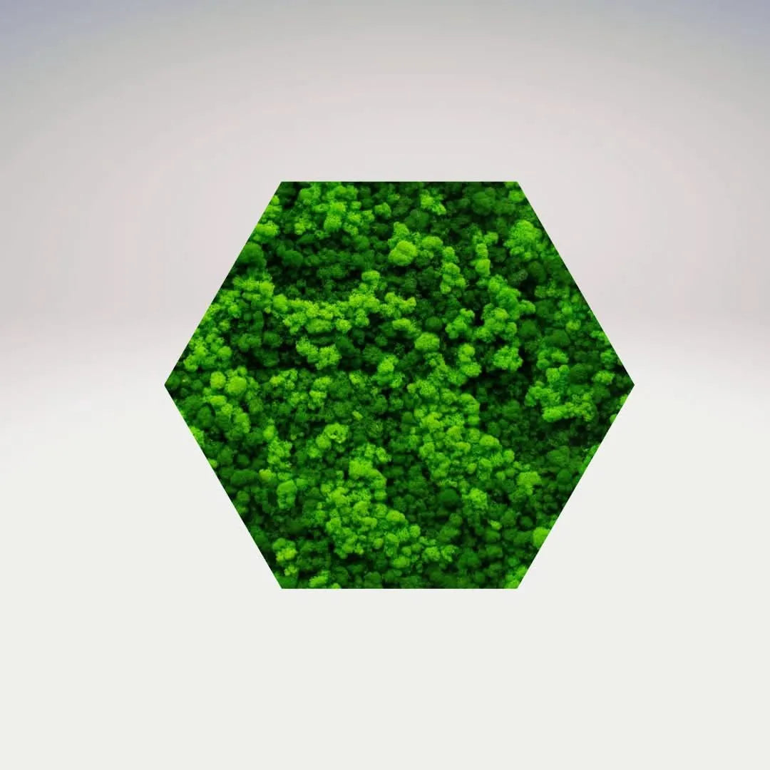 Quadro verde preservato Esagono Viridem