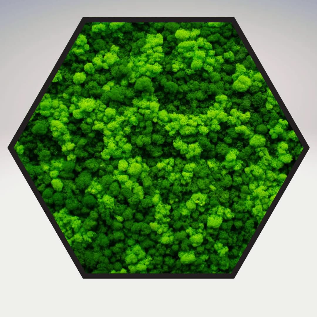 Quadro verde preservato Esagono Viridem