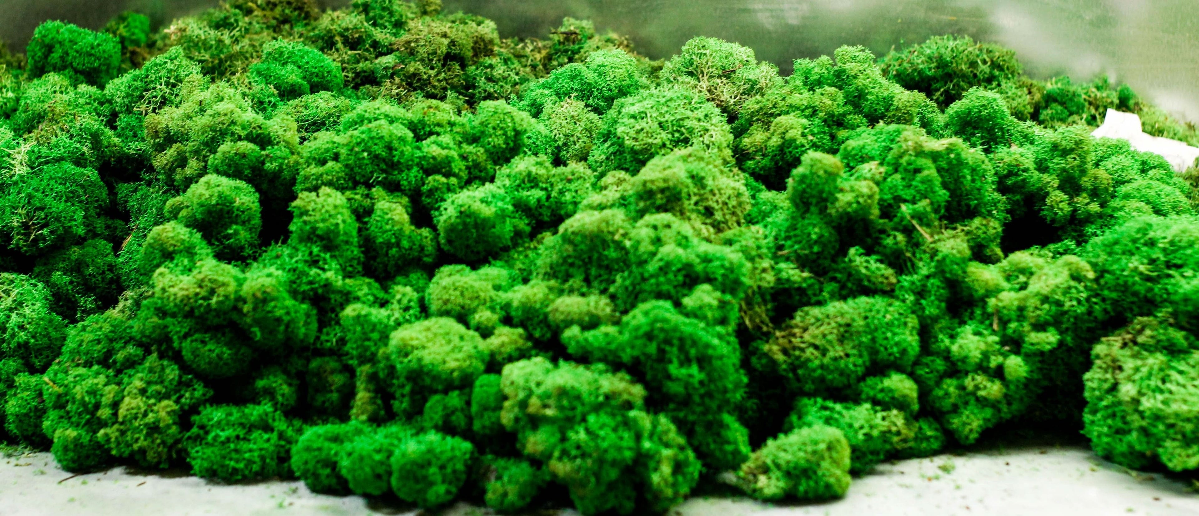 Quadro verde preservato Esagono Viridem