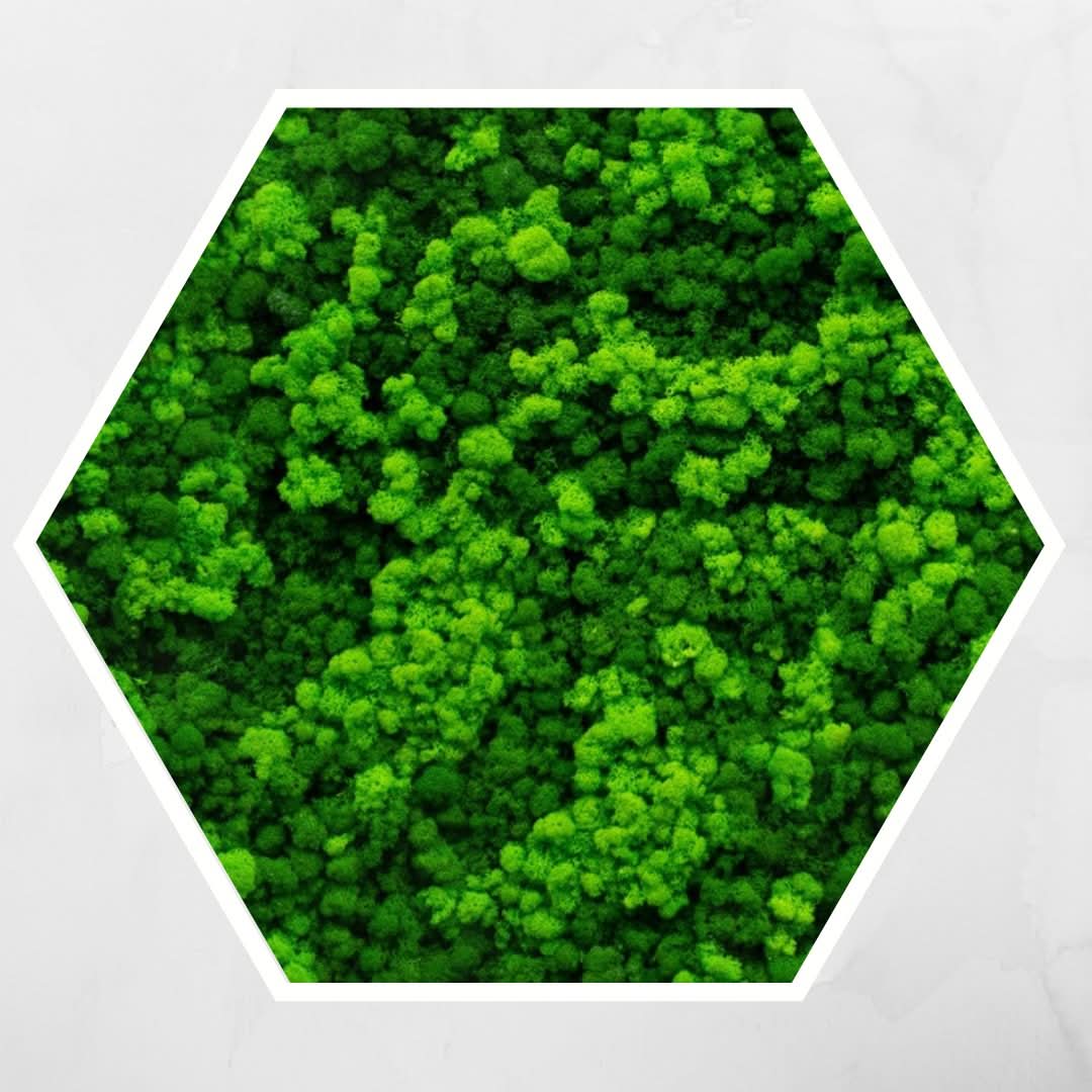 Quadro verde preservato Esagono Viridem