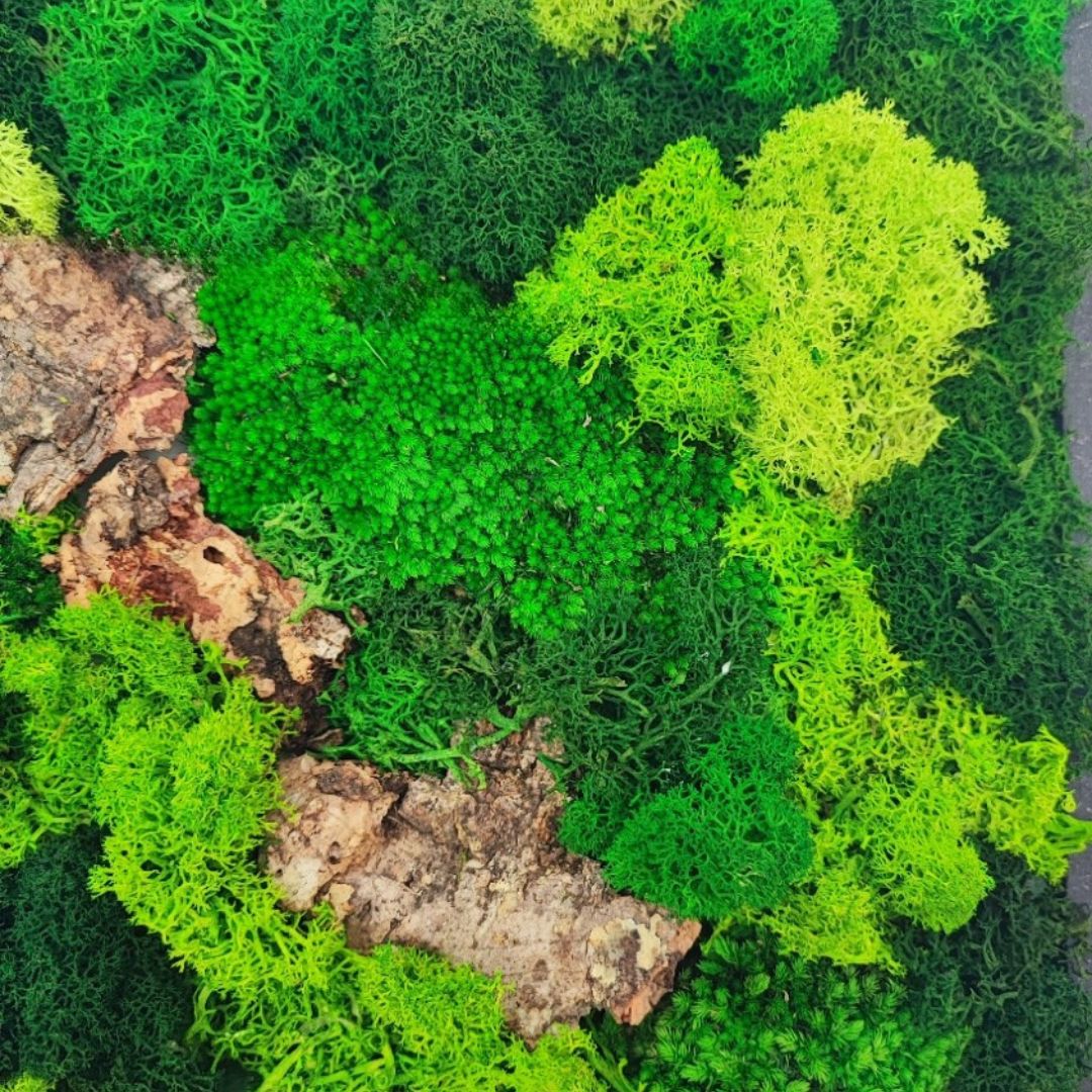 Quadro di Muschio e Licheni Stabilizzati 30x30 cm