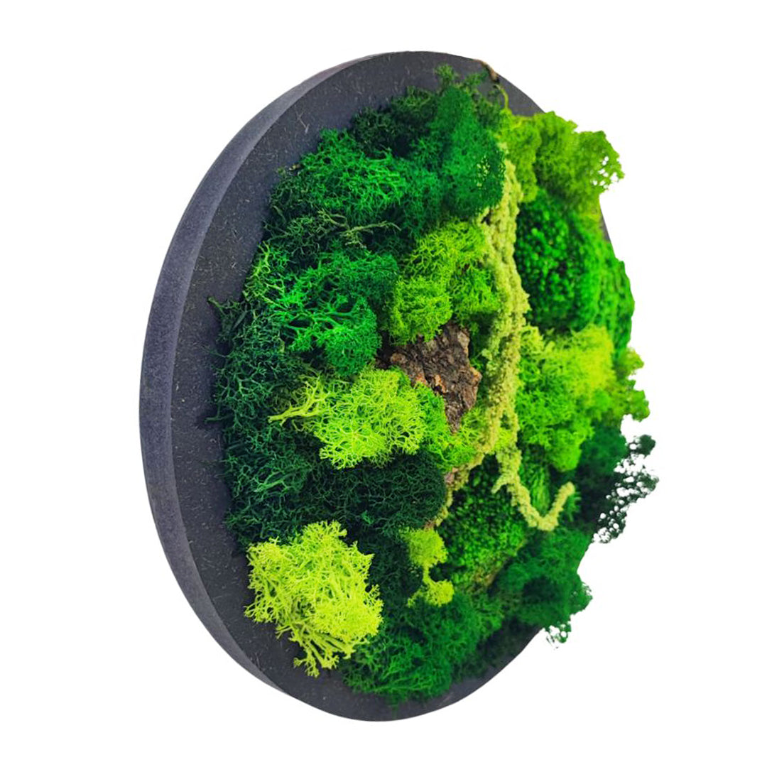 Quadro Tondo di verde stabilizzato di muschi e licheni 30 cm.