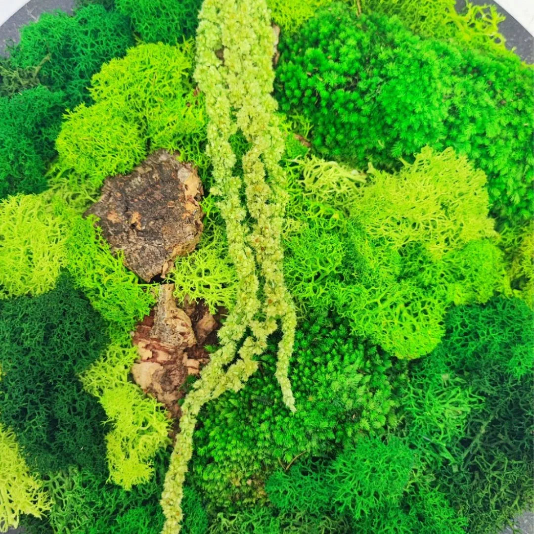 Quadro Tondo di verde stabilizzato di muschi e licheni 30 cm.