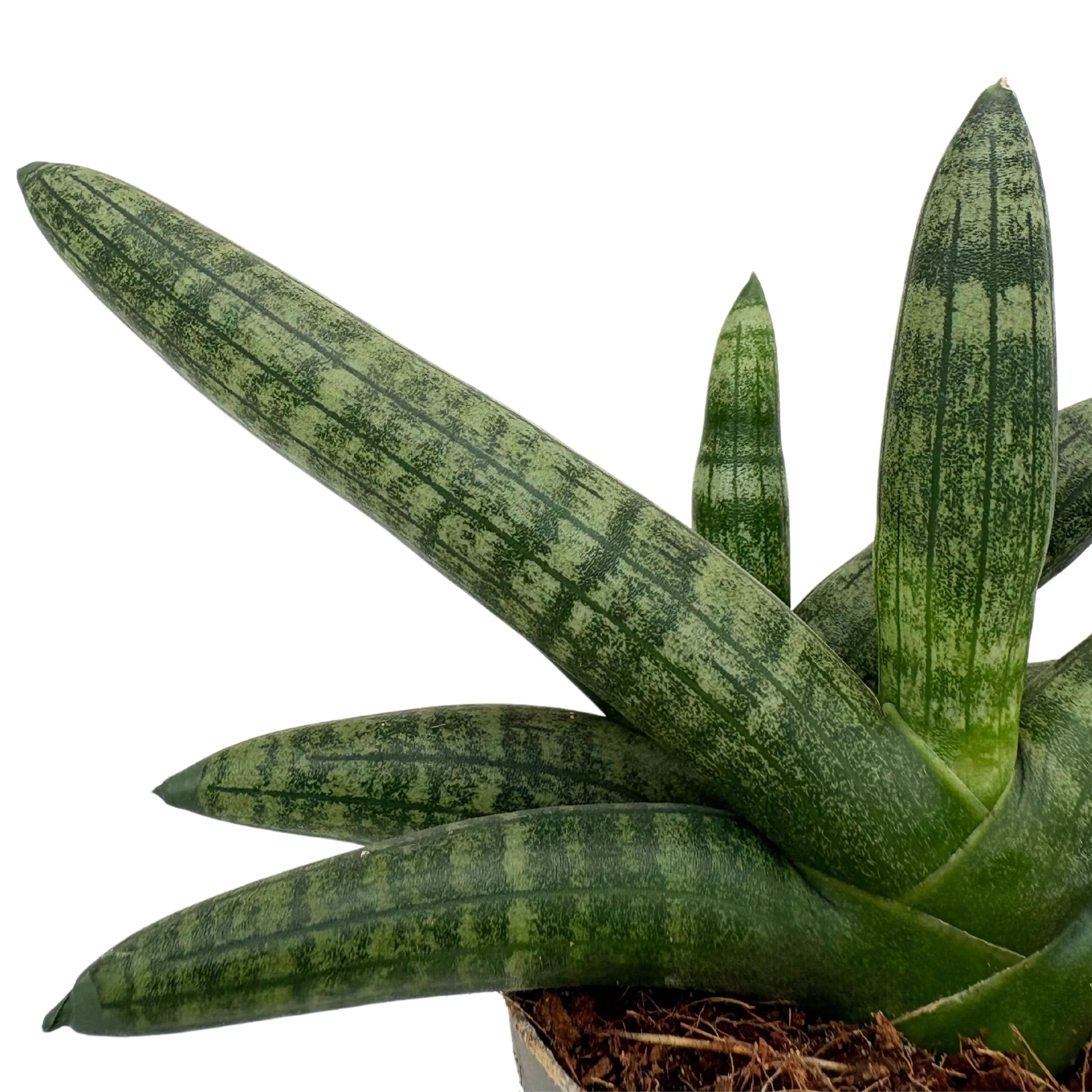 Sansevieria Cylindrica Boncel D. 9 cm H. 15 cm