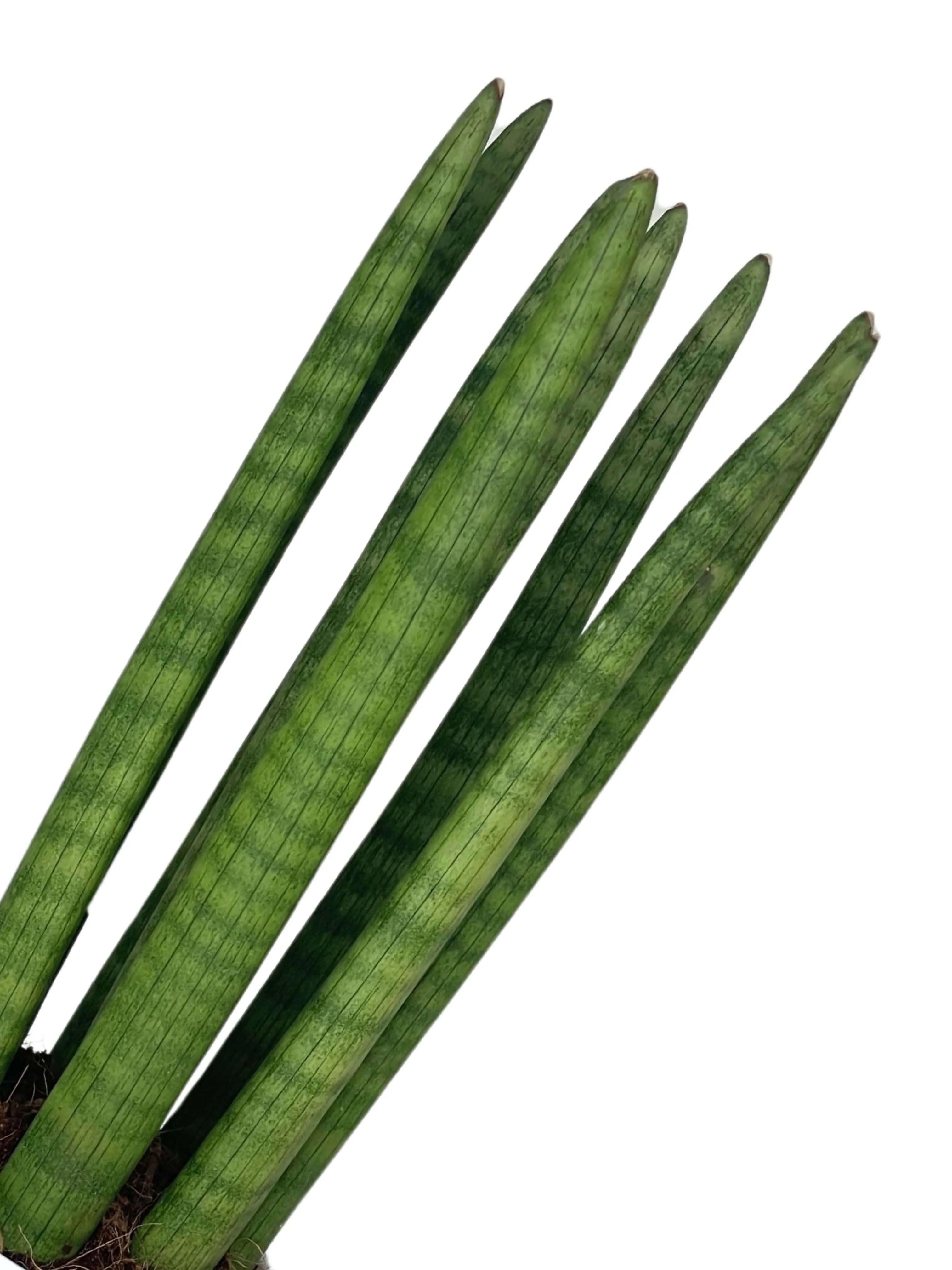 Sansevieria Cylindrica Candle – Pianta da Appartamento in Vaso Ceramica 11 cm | Altezza 35 cm