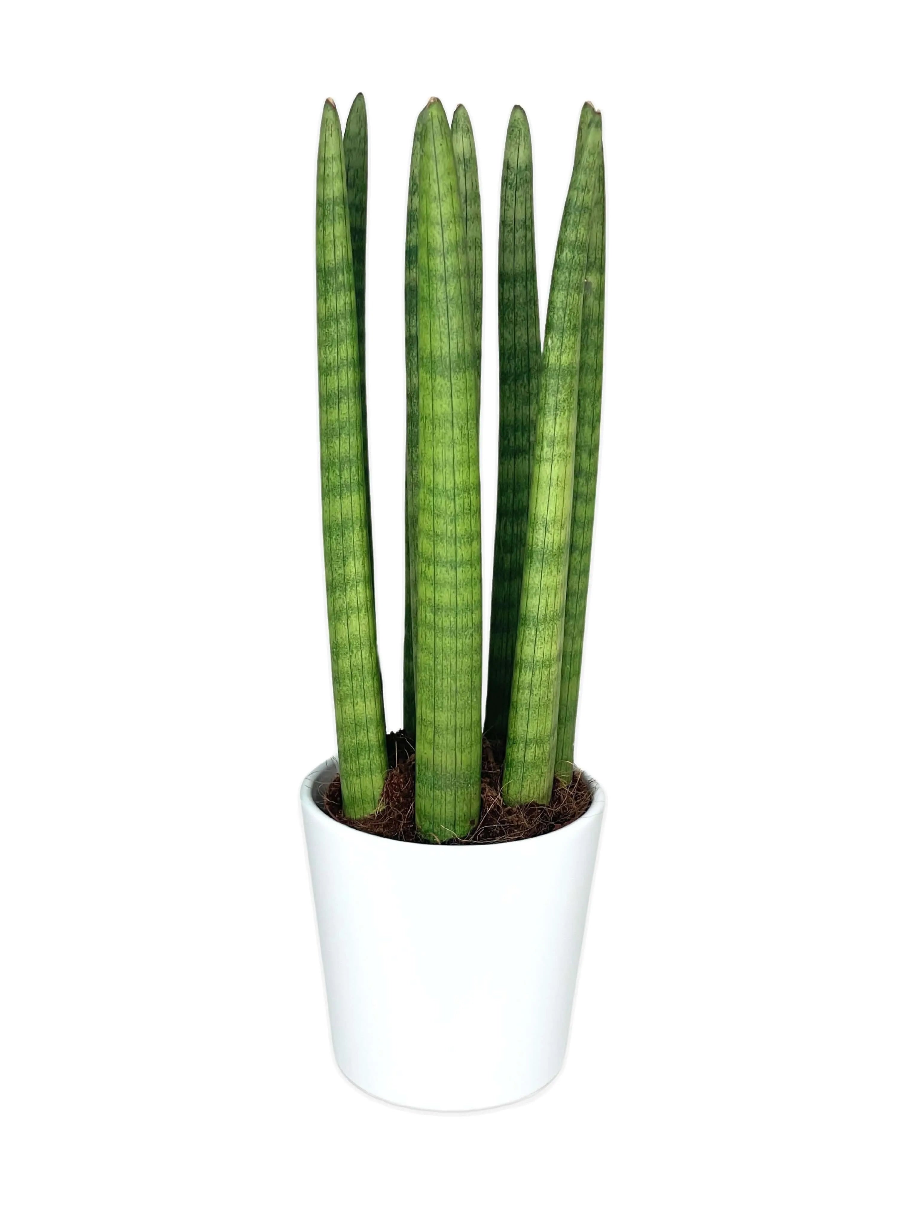 Sansevieria Cylindrica Candle – Pianta da Appartamento in Vaso Ceramica 11 cm | Altezza 35 cm